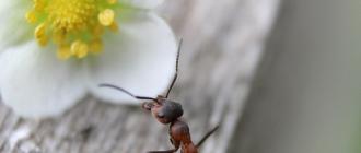 К чему снятся муравьи в большом количестве?